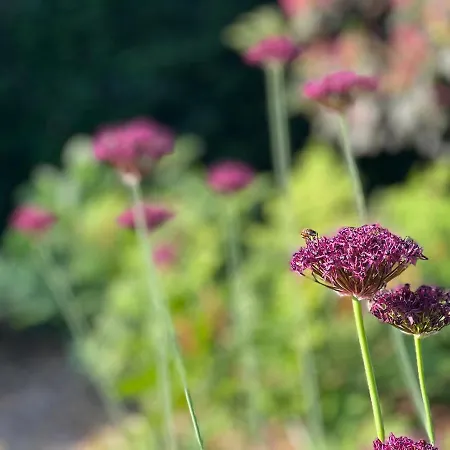 Oda ve Kahvaltı Ikigai - Wellness Oud-Turnhout